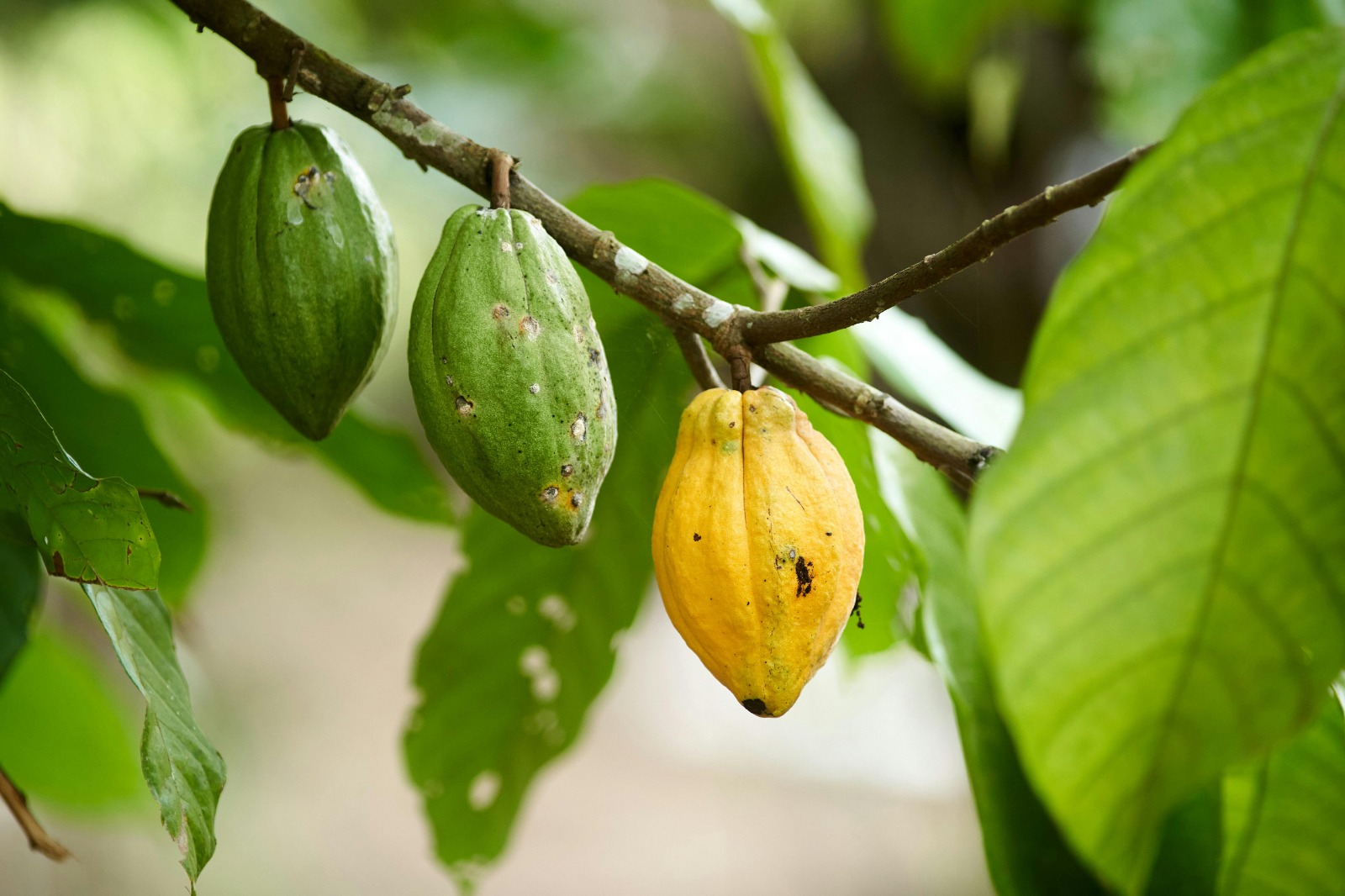 Cacao RIA-ASCA Desktop