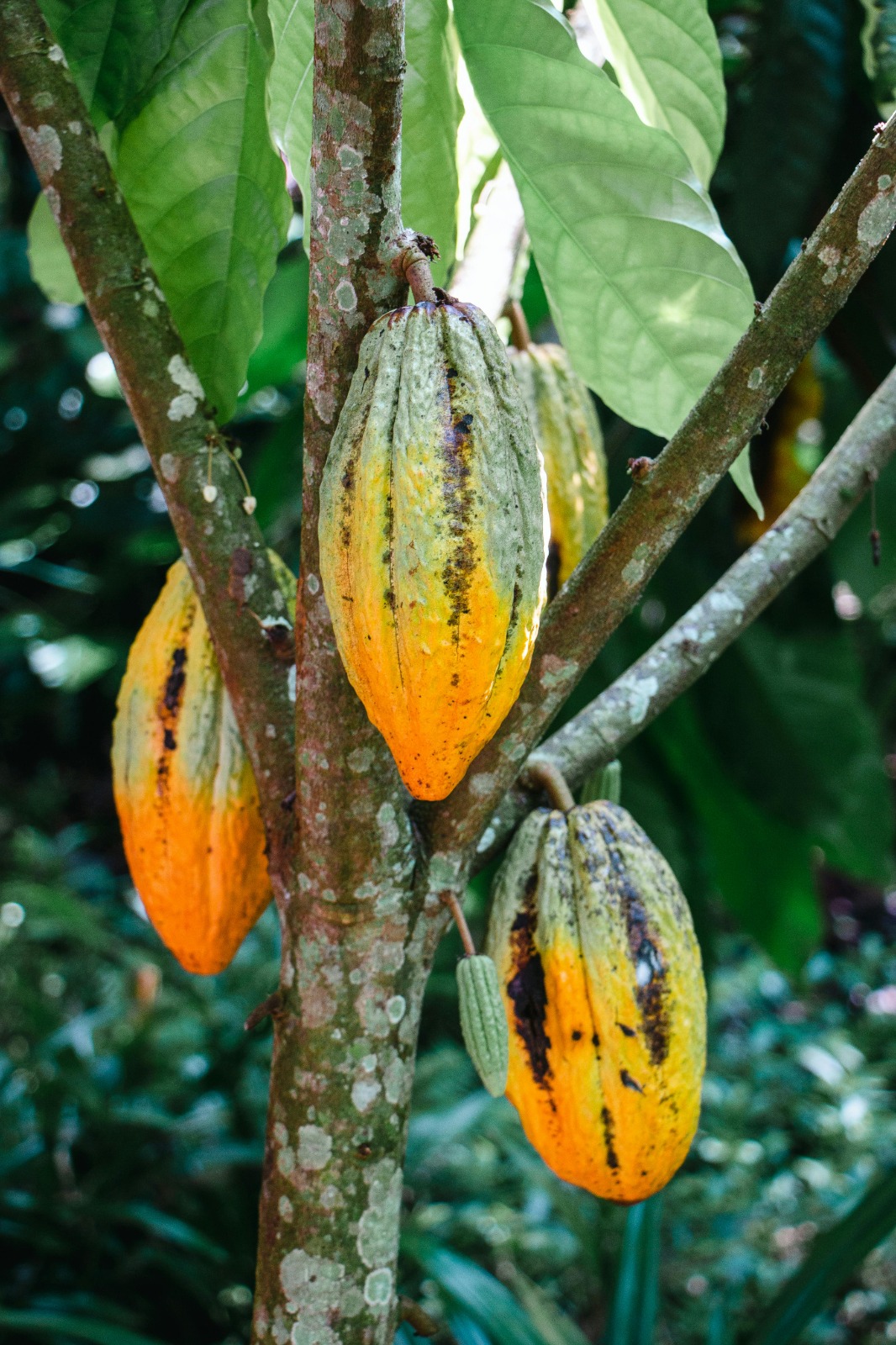 Cacao RIA-ASCA Mobile