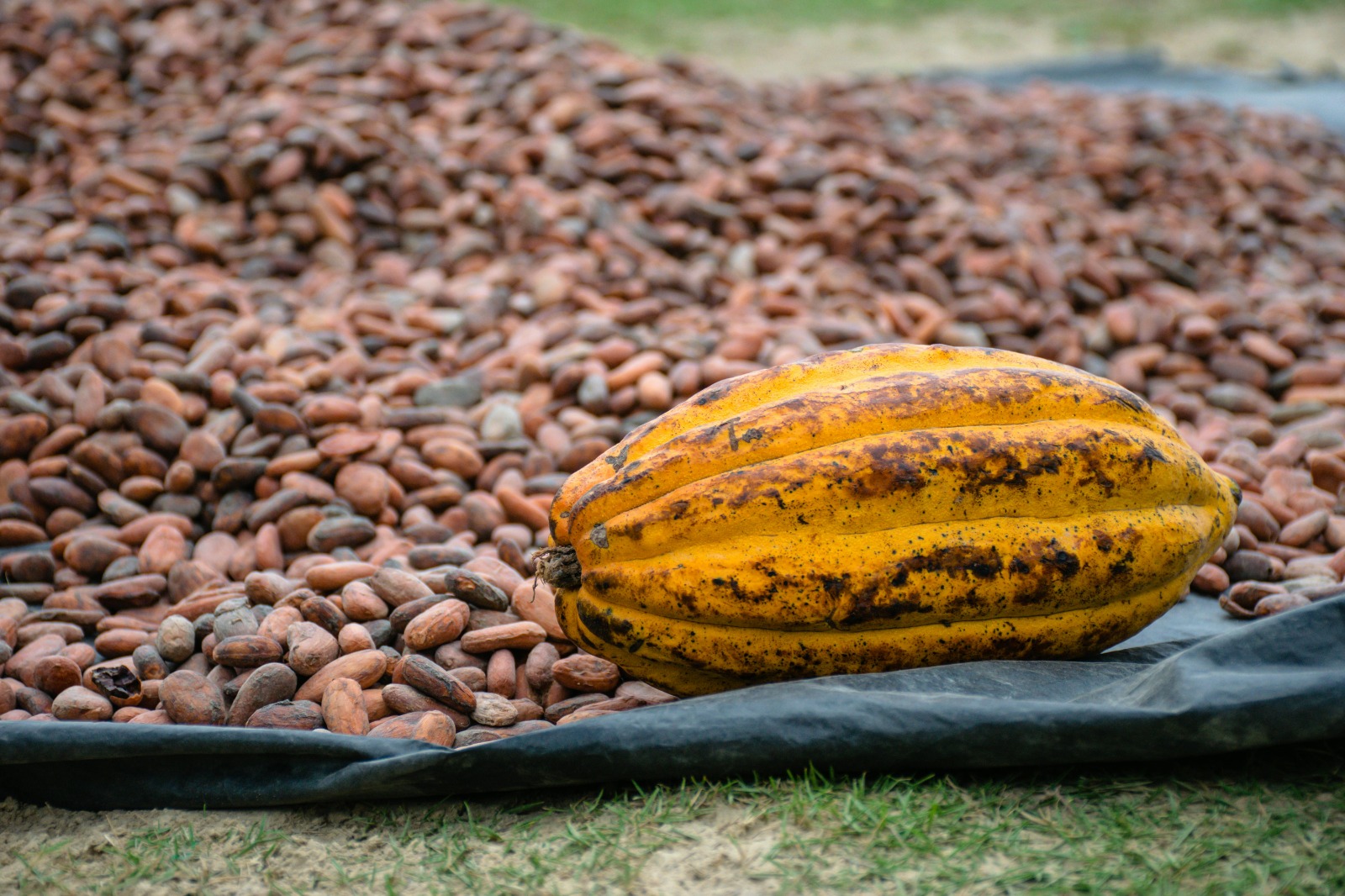 Cacao de qualité RIA-ASCA